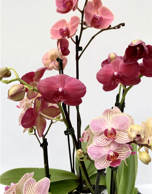Phalaenopsis Hybride creme/lachs Überraschungsmix