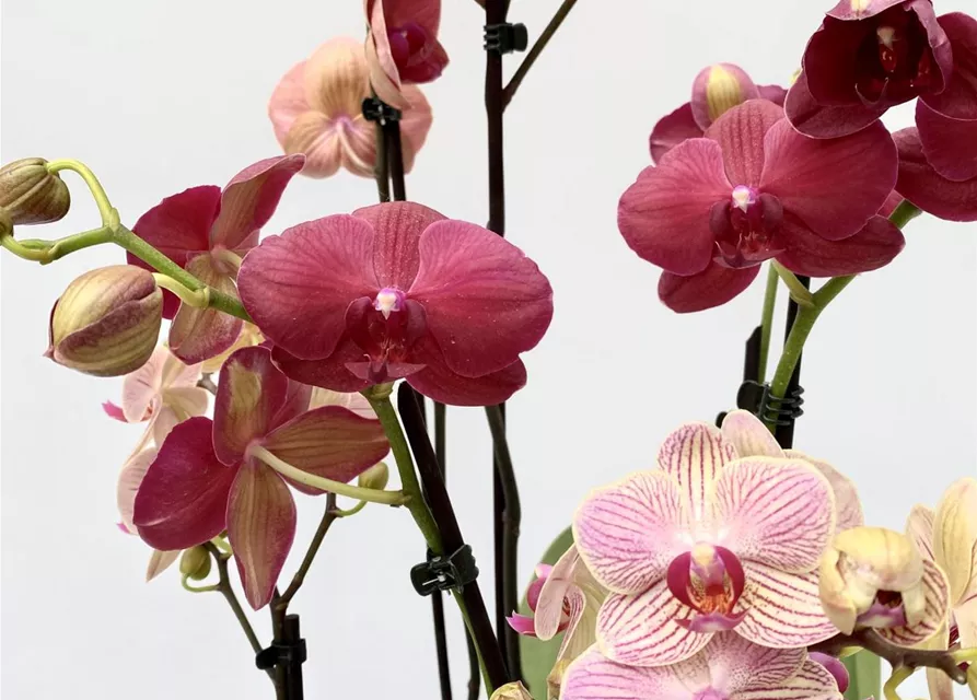 Phalaenopsis Hybride creme/lachs Überraschungsmix