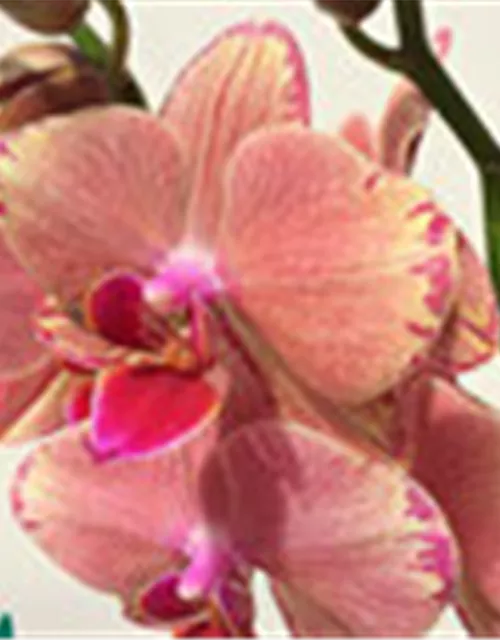 Phalaenopsis Hybride creme/lachs Überraschungsmix
