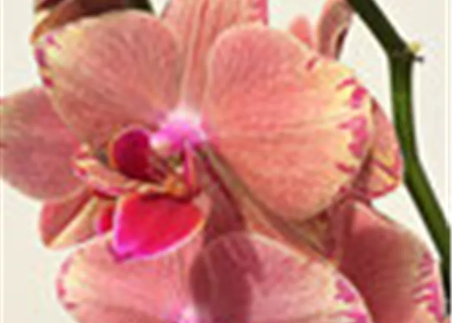 Phalaenopsis Hybride creme/lachs Überraschungsmix