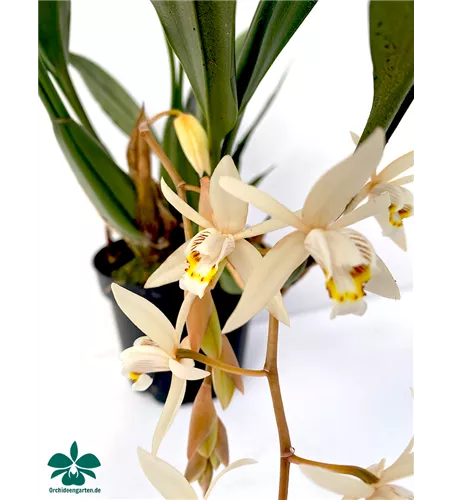 Coelogyne flaccida