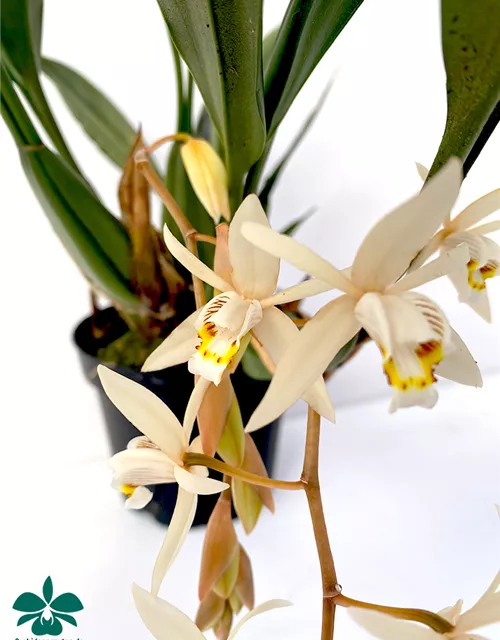 Coelogyne flaccida
