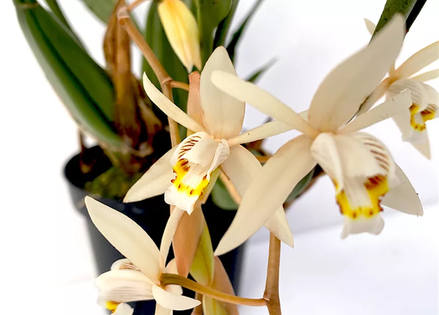 Coelogyne flaccida