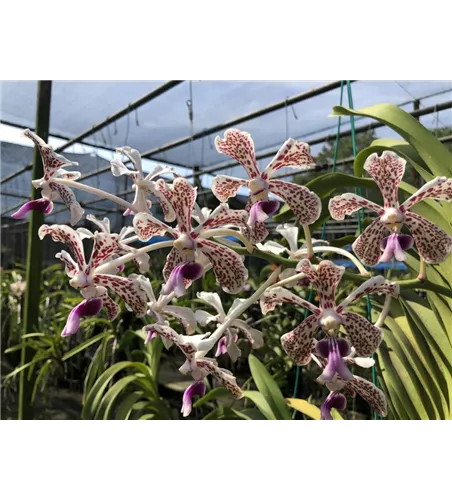 Vanda tricolor var. suavis
