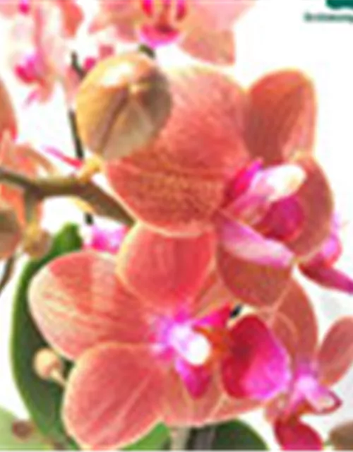 Phalaenopsis Hybride creme/lachs Überraschungsmix