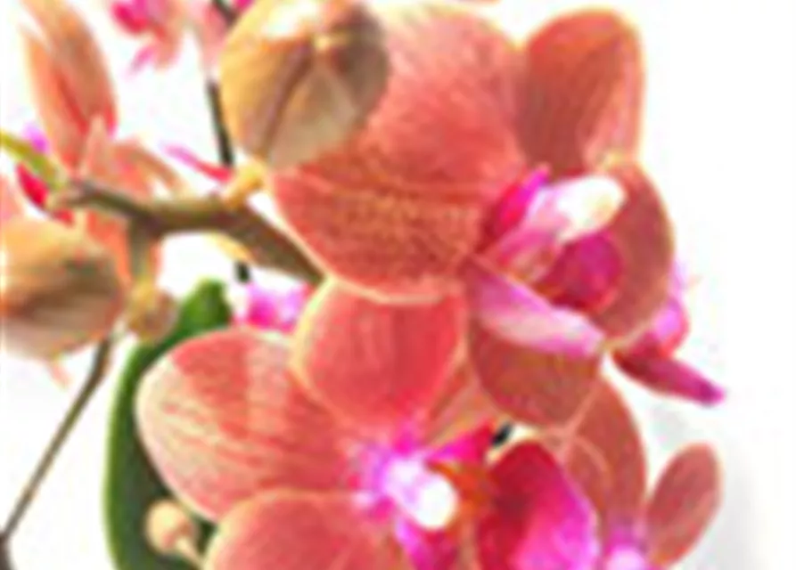 Phalaenopsis Hybride creme/lachs Überraschungsmix