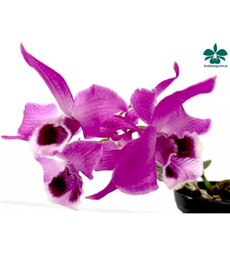 Dendrobium parishii