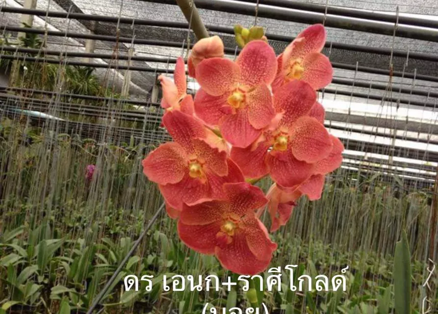 Vanda Udomsri x Jindavat