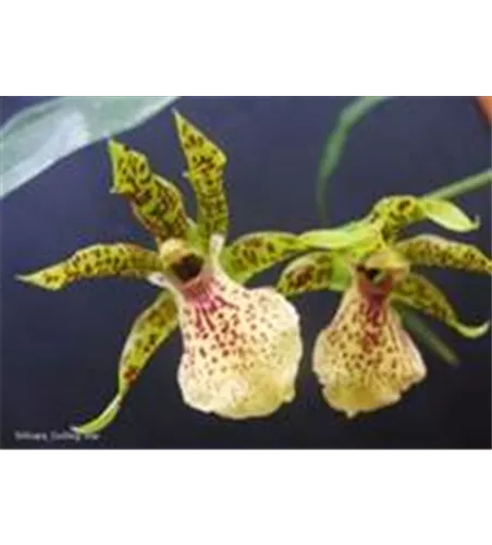 Miloara Gobleg Golden Star