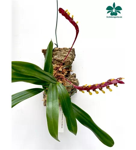 Bulbophyllum falcatum