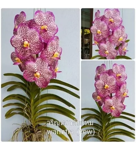 Vanda Varintra Pink #2