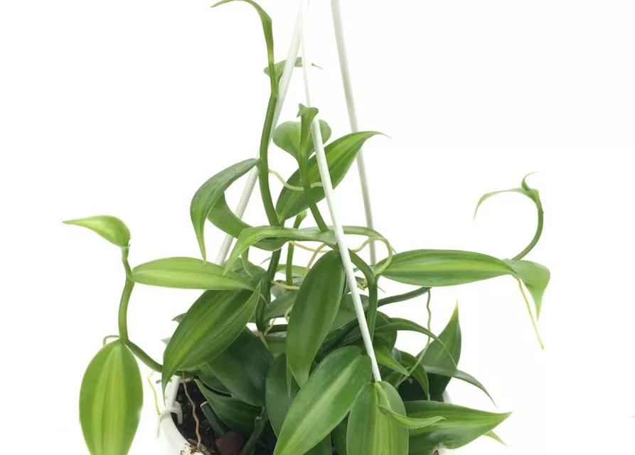 Vanilla planifolia