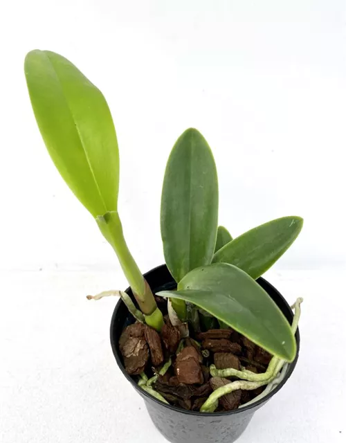 Rth. Boy´s Grotto x Blue Boy