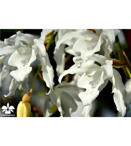 Coelogyne hololeuca (cristata var. hololeuca)