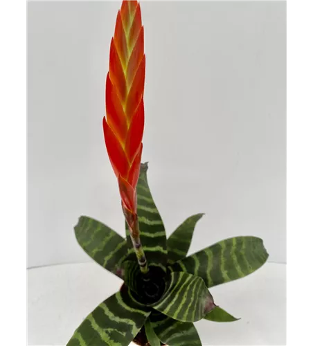 Vriesea splendens 