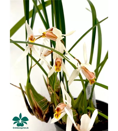 Coelogyne huettneriana