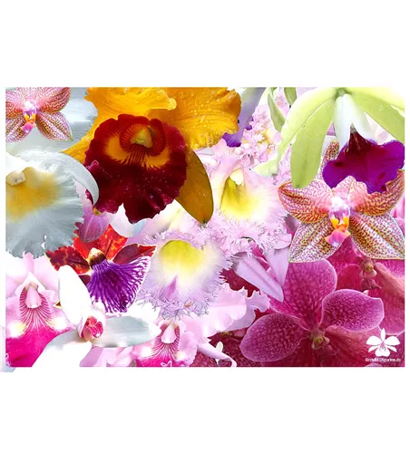 Überraschungsorchidee mit Blüten