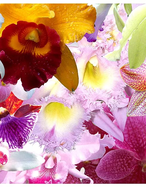 Überraschungsorchidee mit Blüten