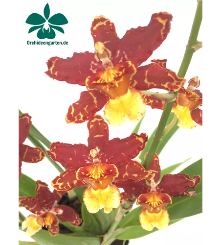 Wilsonara Guann Shin Howard 'Green Goblin'