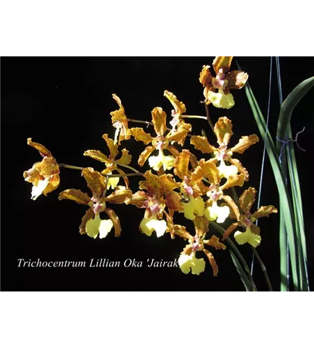 Oncidium (Trichocentrum) Lillian Oka 'Jairak'
