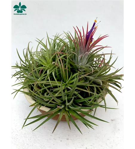 Tillandsia ionantha