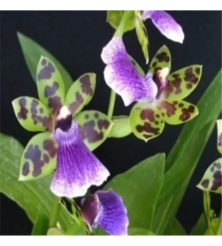 Zygopetalum Hybride