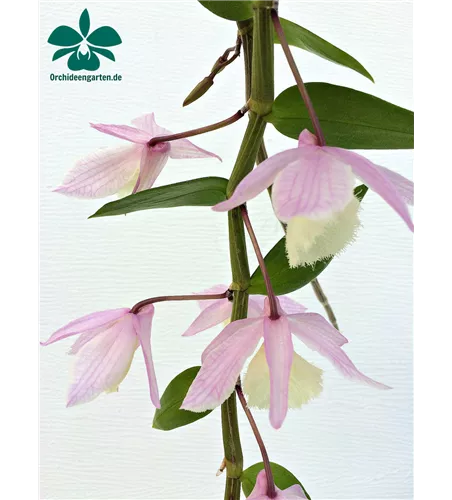 Dendrobium aphyllum (pieradii)