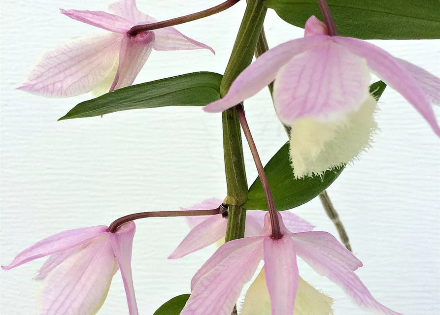 Dendrobium aphyllum (pieradii)