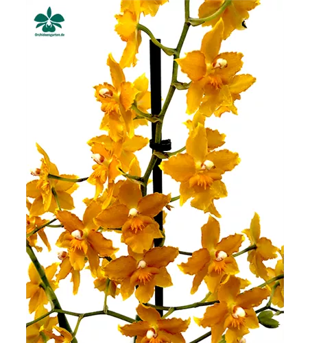 Oncidium Buttercup