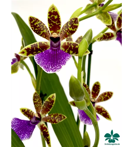 Zygopetalum Trozy Blue