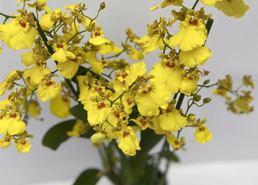 Oncidium Sweet Sugar