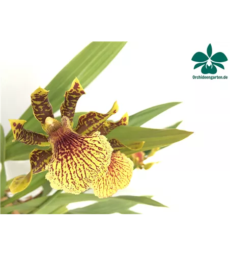 Zygopetalum x Promeneae