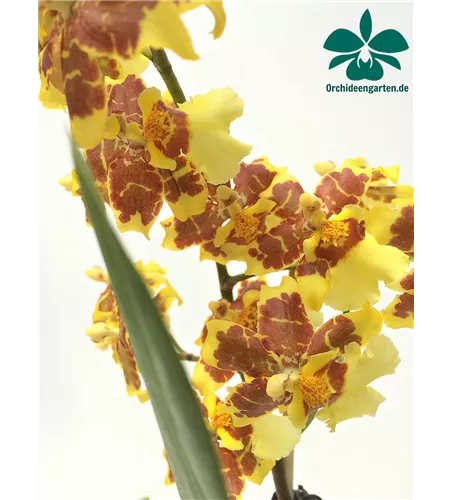 Oncidium Tigerschein x Florispum