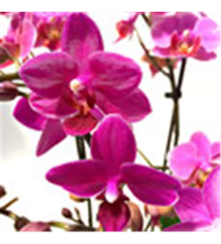 Phalaenopsis Hybride Überraschungsmix rosa - pink - lila