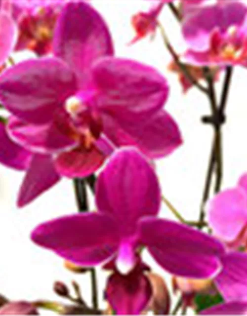 Phalaenopsis Hybride Überraschungsmix rosa - pink - lila