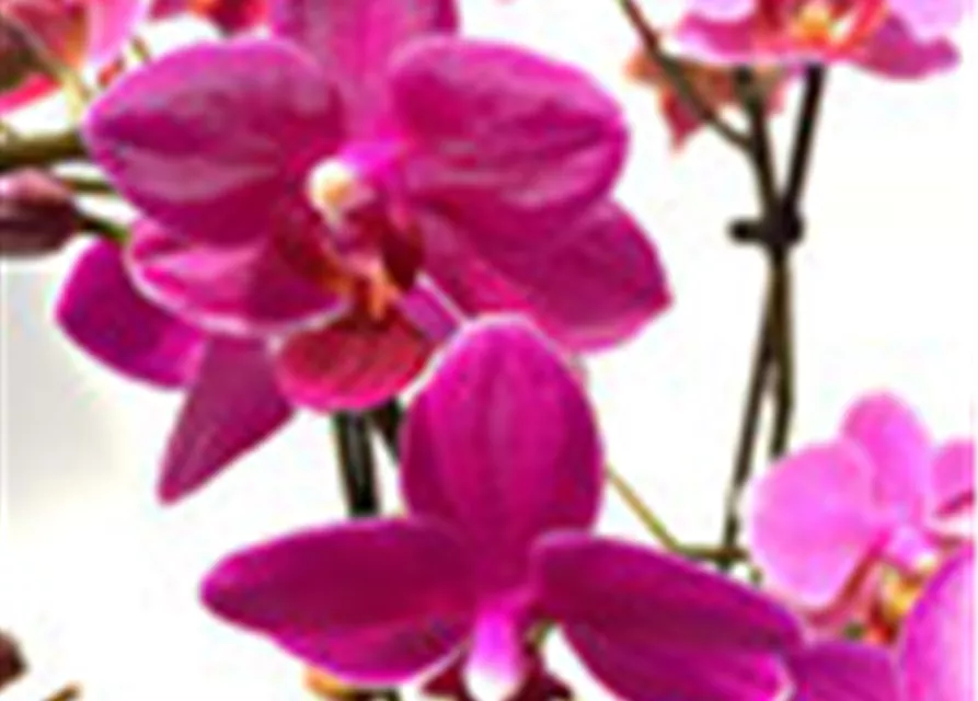Phalaenopsis Hybride Überraschungsmix rosa - pink - lila