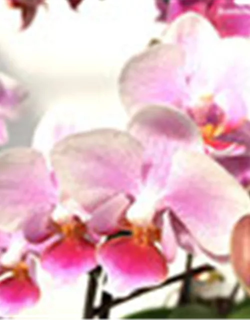 Phalaenopsis Hybride Überraschungsmix rosa - pink - lila