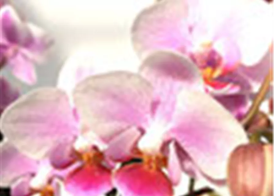 Phalaenopsis Hybride Überraschungsmix rosa - pink - lila