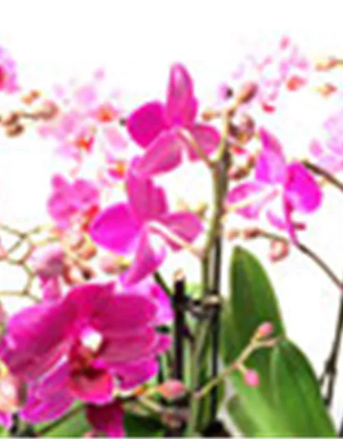 Phalaenopsis Hybride Überraschungsmix rosa - pink - lila
