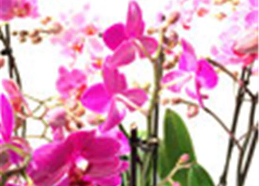 Phalaenopsis Hybride Überraschungsmix rosa - pink - lila
