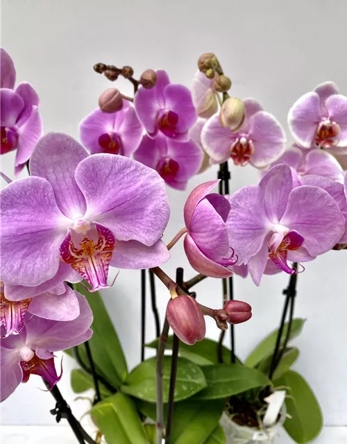 Phalaenopsis Hybride Überraschungsmix rosa - pink - lila