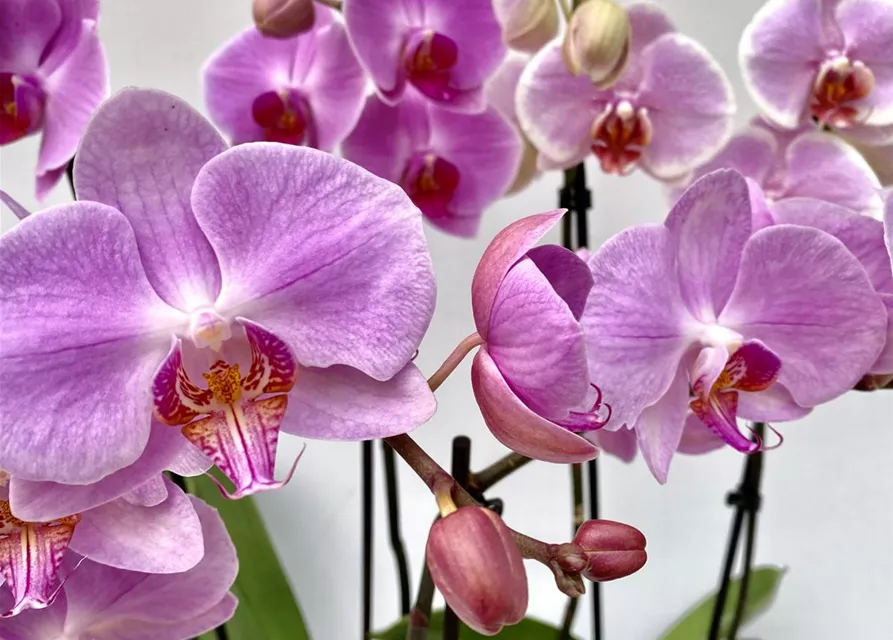 Phalaenopsis Hybride Überraschungsmix rosa - pink - lila
