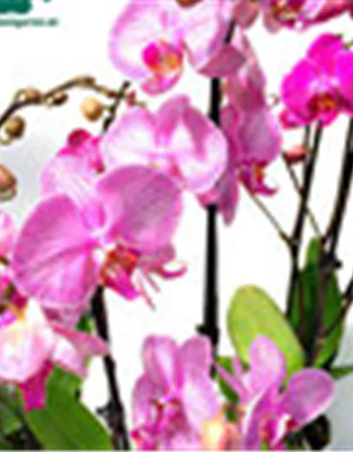Phalaenopsis Hybride Überraschungsmix rosa - pink - lila