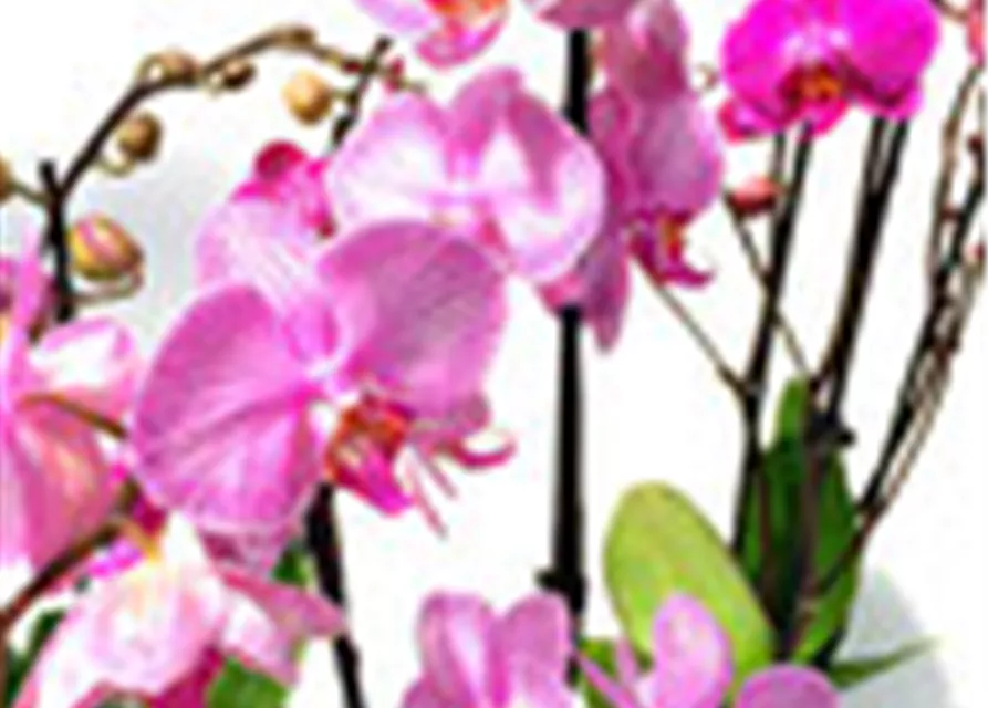 Phalaenopsis Hybride Überraschungsmix rosa - pink - lila