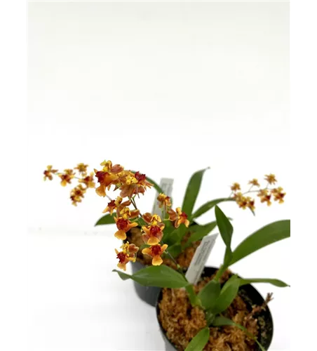 Oncidium Twinkle Anne