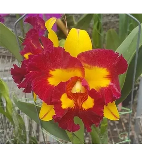 Rlc. Lei Ching Te - Yellow Red Splashes