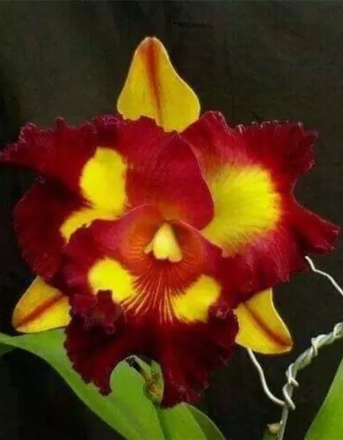 Rlc. Lei Ching Te - Yellow Red Splashes
