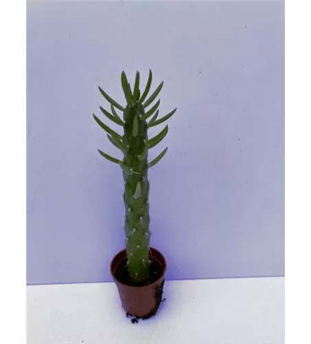 Opuntia