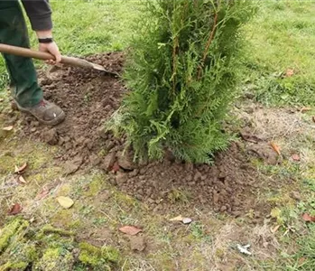 Lebensbaum - Einpflanzen im Garten