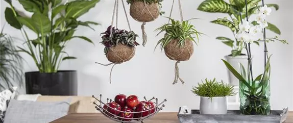 So einfach lassen sich die schönsten Zimmerpflanzen pflegen